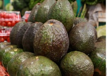 Mexico's avocado exports experiences further boom