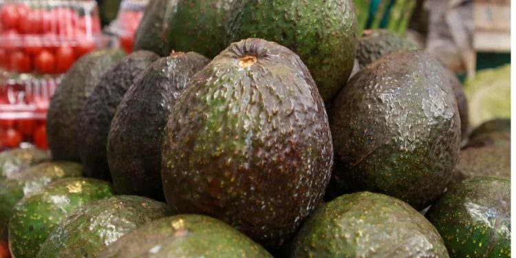 Mexico's avocado exports experiences further boom