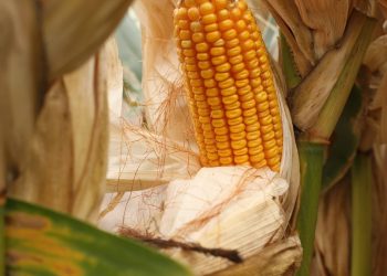 Mexico's corn imports are on track to break annual record
