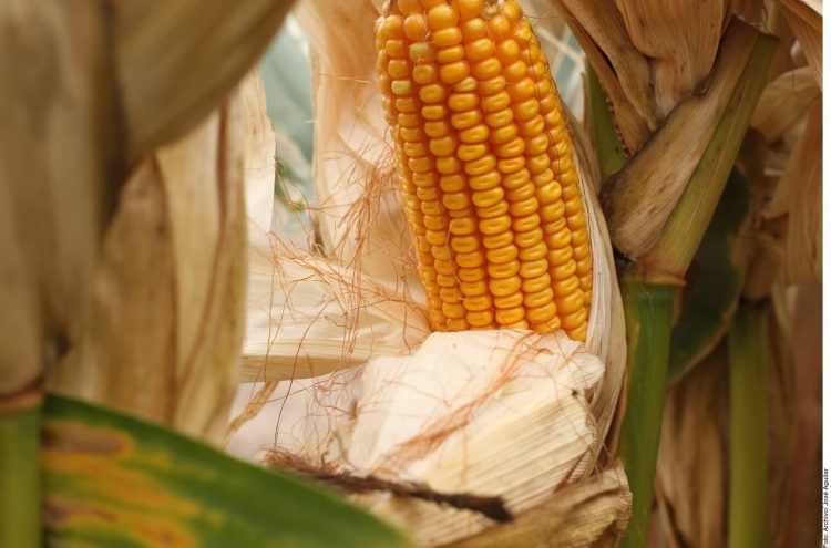 Mexico's corn imports are on track to break annual record