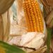 Mexico's corn imports are on track to break annual record